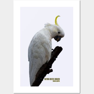 Sulphur-crested Cockatoo_01C Posters and Art